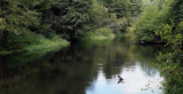 Rzeka Drwęca – rezerwat przyrody od 1961 roku.